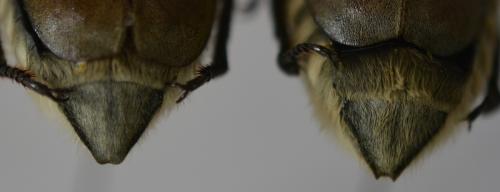Anoxia villosa